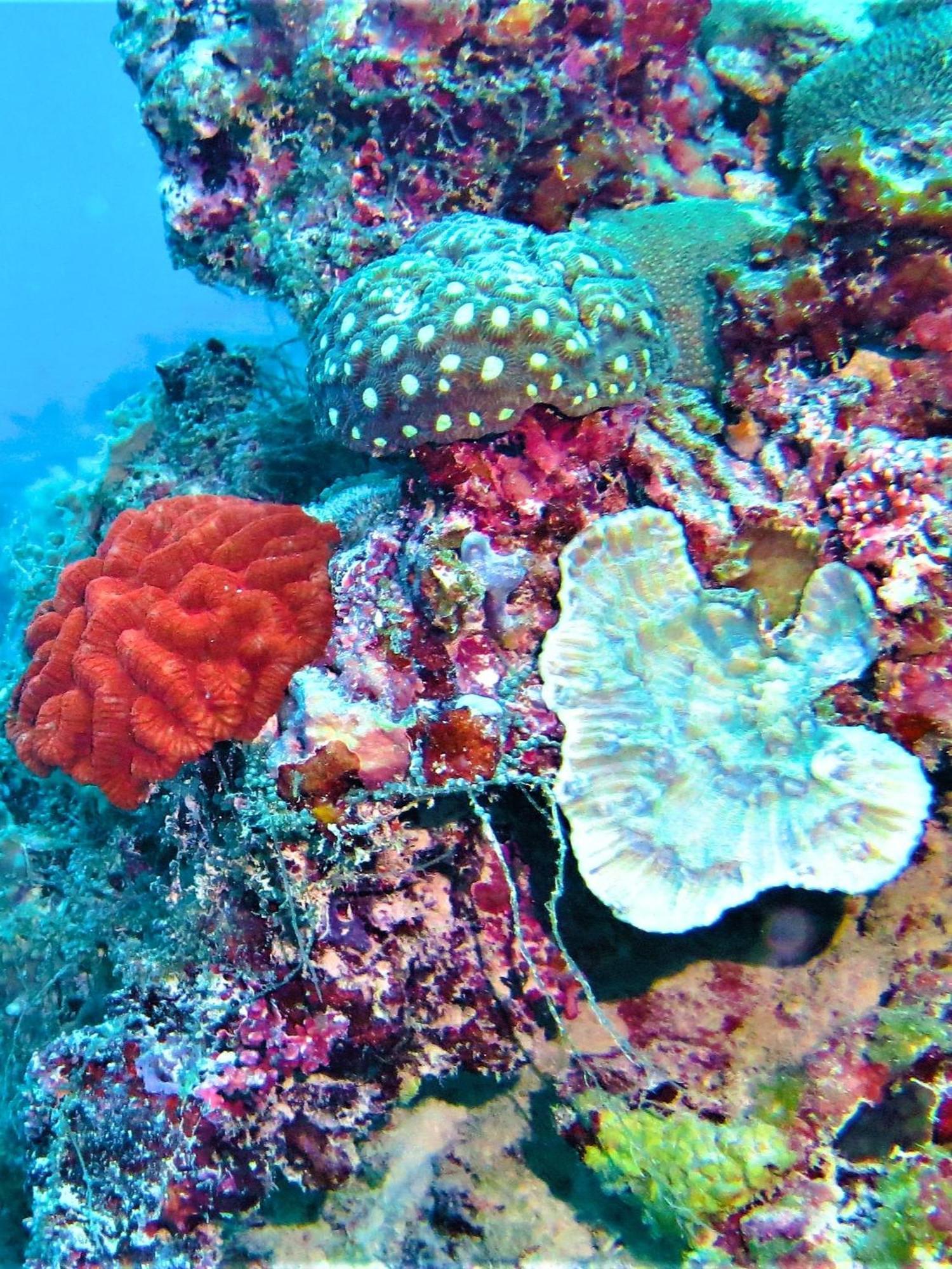 The Fulhadhoo Beach Cottage المظهر الخارجي الصورة